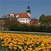 Prague Brevnov Monastery in spring time with tulips